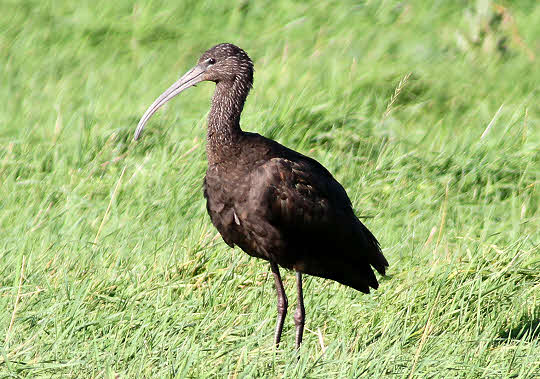 Glossy Ibis